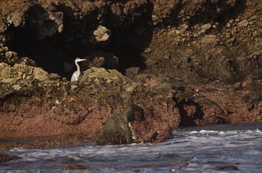 Gri balıkçıl Ardea Cinerea. Los Dos Roques. Galdar. Büyük Kanarya. Kanarya Adaları. İspanya.