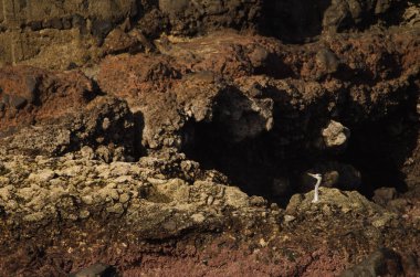 Gri balıkçıl Ardea Cinerea. Los Dos Roques. Galdar. Büyük Kanarya. Kanarya Adaları. İspanya.