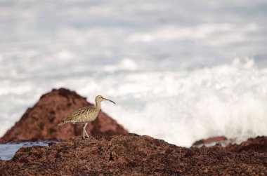 Avrasya esprisi Numenius phaeopus. Los Dos Roques. Galdar. Büyük Kanarya. Kanarya Adaları. İspanya.