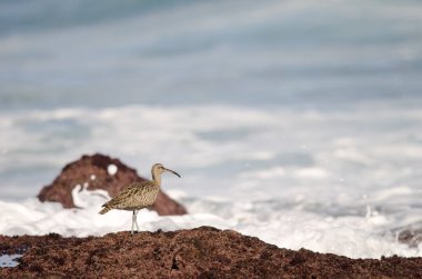 Avrasya esprisi Numenius phaeopus. Los Dos Roques. Galdar. Büyük Kanarya. Kanarya Adaları. İspanya.