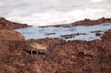 Avrasya esintisi Numenius phaeopus yiyecek arıyor. Los Dos Roques. Galdar. Büyük Kanarya. Kanarya Adaları. İspanya.