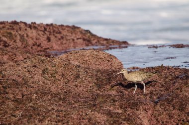 Avrasya esprisi Numenius phaeopus. Los Dos Roques. Galdar. Büyük Kanarya. Kanarya Adaları. İspanya.