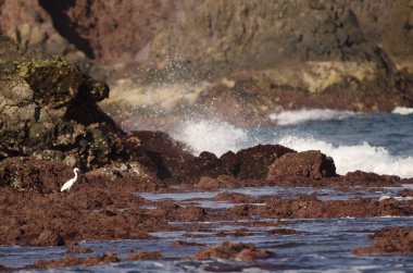 Küçük balıkçıl Egretta Garzetta. Los Dos Roques. Galdar. Büyük Kanarya. Kanarya Adaları. İspanya.