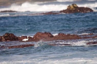 Küçük balıkçıl Egretta Garzetta. Los Dos Roques. Galdar. Büyük Kanarya. Kanarya Adaları. İspanya.