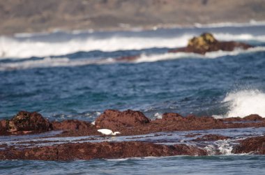 Little egret Egretta garzetta fishing. Los Dos Roques. Galdar. Gran Canaria. Canary Islands. Spain. clipart