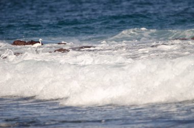 Little egret Egretta garzetta among the waves. Los Dos Roques. Galdar. Gran Canaria. Canary Islands. Spain. clipart