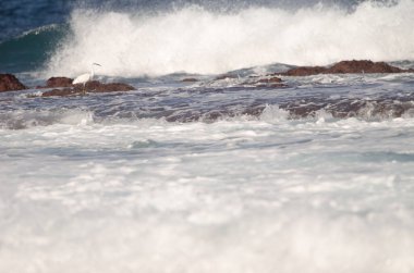 Küçük balıkçıl Egretta Garzetta. Los Dos Roques. Galdar. Büyük Kanarya. Kanarya Adaları. İspanya.