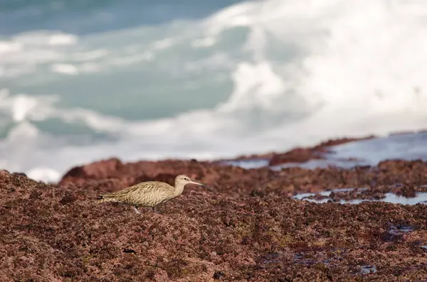 Avrasya esprisi Numenius phaeopus. Los Dos Roques. Galdar. Büyük Kanarya. Kanarya Adaları. İspanya.