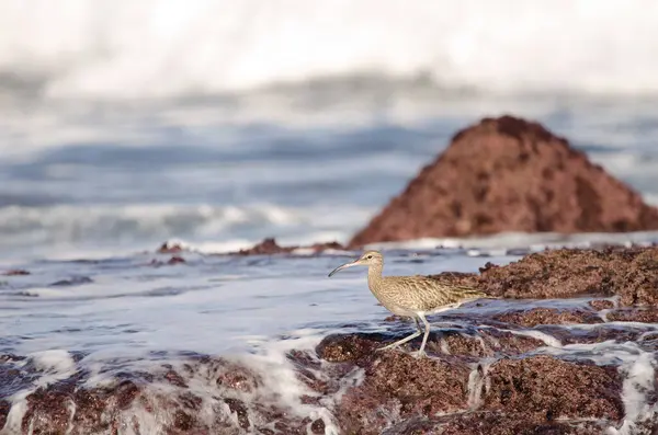 Avrasya esprisi Numenius phaeopus. Los Dos Roques. Galdar. Büyük Kanarya. Kanarya Adaları. İspanya.