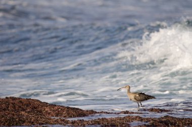 Avrasya esprisi Numenius phaeopus. Los Dos Roques. Galdar. Büyük Kanarya. Kanarya Adaları. İspanya.