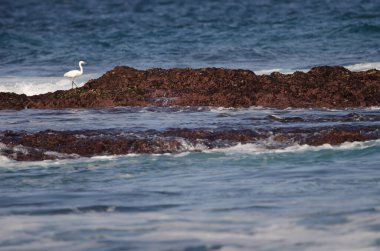 Küçük balıkçıl Egretta Garzetta. Los Dos Roques. Galdar. Büyük Kanarya. Kanarya Adaları. İspanya.
