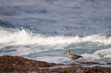 Avrasya esprisi Numenius phaeopus. Los Dos Roques. Galdar. Büyük Kanarya. Kanarya Adaları. İspanya.