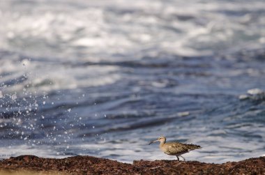 Avrasya esprisi Numenius phaeopus. Los Dos Roques. Galdar. Büyük Kanarya. Kanarya Adaları. İspanya.