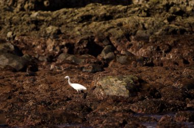 Little egret Egretta garzetta. Los Dos Roques. Galdar. Gran Canaria. Canary Islands. Spain. clipart