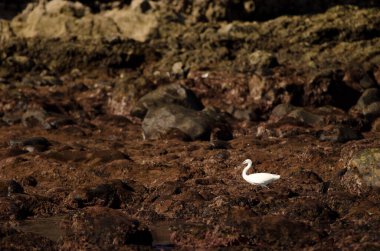 Küçük balıkçıl Egretta Garzetta. Los Dos Roques. Galdar. Büyük Kanarya. Kanarya Adaları. İspanya.
