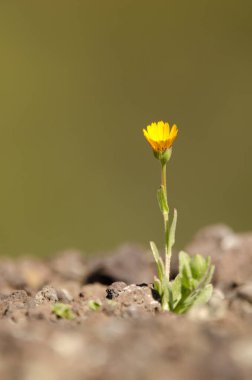 Field marigold Calendula arvensis in bloom. Gran Canaria. Canary Islands. Spain. clipart