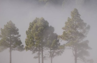 Kanarya Adası sislerin içinde Pinus kanaryasına bakıyor. Büyük Kanarya. Kanarya Adaları. İspanya.