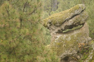 Kanarya Adası 'ndaki bir ormanda Pinus kanaryası. Büyük Kanarya. Kanarya Adaları. İspanya.