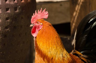 Erkek tavuk Gallus domesticus. Büyük Kanarya. Kanarya Adaları. İspanya.