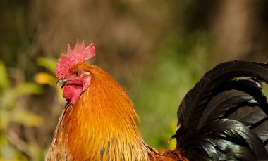 Erkek tavuk Gallus domesticus. Büyük Kanarya. Kanarya Adaları. İspanya.