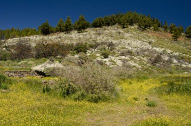 Las Cumbres Koruma Arazisi. Büyük Kanarya. Kanarya Adaları. İspanya.