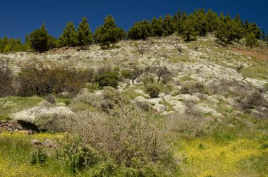 Las Cumbres Protected Landscape. Gran Canaria. Canary Islands. Spain. clipart