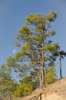 Kanarya Adası çamı Pinus kanaryası ve ay. Integral Inagua Doğal Rezervi. Tejeda. Büyük Kanarya. Kanarya Adaları. İspanya.