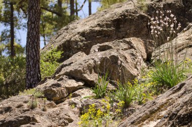 Kanarya adası çamı kanaryası solda ve Asphodelus ramosus distalis sağda. İnagua. Tejeda. Büyük Kanarya. Kanarya Adaları. İspanya.