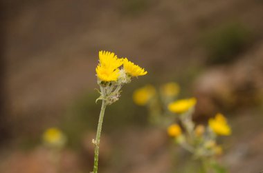 Sonchus acaulis enfeksiyonu. Nublo Kırsal Parkı. Büyük Kanarya. Kanarya Adaları. İspanya.