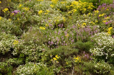 Çiçek açan bitkilerin biyolojik çeşitliliği. Cueva Grande. San Mateo 'da. Büyük Kanarya. Kanarya Adaları. İspanya.