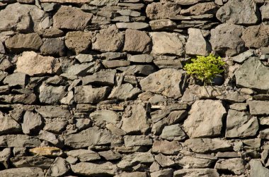 Petty spurge Euphorbia peplus in a stone wall. Santa Brigida. Gran Canaria. Canary Islands. Spain. clipart