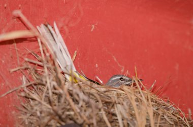 Grey wagtail Motacilla cinerea canariensis. Female incubating in the nest. The Nublo Rural Park. Tejeda. Gran Canaria. Canary Islands. Spain. clipart