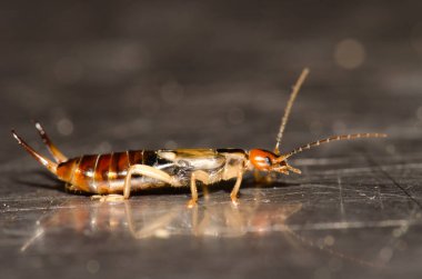 Avrupa kulaklığı Forficula auricularia. Erkek. Nublo Kırsal Parkı. Tejeda. Büyük Kanarya. Kanarya Adaları. İspanya.