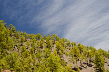 Kanarya Adası Ormanı Pinus kanaryası. Integral Inagua Doğal Rezervi. Büyük Kanarya. Kanarya Adaları. İspanya.