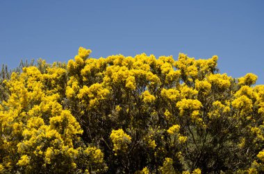 Çiçekteki Teline mikrofillla. Nublo Kırsal Parkı. Büyük Kanarya. Kanarya Adaları. İspanya.