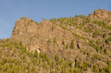 Kayalık uçurum ve Kanarya Adası çam çamı kanaryası ormanı. Nublo Kırsal Parkı. Tejeda. Büyük Kanarya. Kanarya Adaları. İspanya.