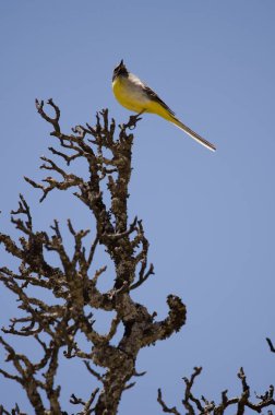 Male grey wagtail Motacilla cinerea canariensis. The Nublo Rural Park. Tejeda. Gran Canaria. Canary Islands. Spain. clipart