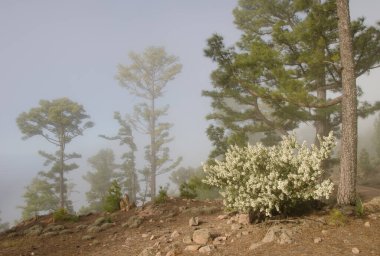 Kanarya Adası çam çamı kanaryası ve ağaç lucerne chamaecytisus proliferus meridionalis. İnagua. Büyük Kanarya. Kanarya Adaları. İspanya.