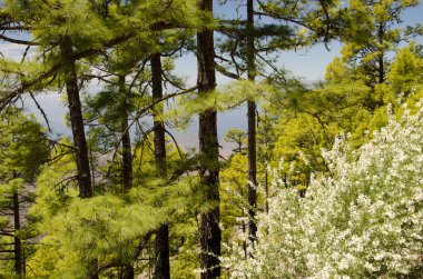 Forest of Canary Island pine Pinus canariensis and tree lucerne Chamaecytisus proliferus meridionalis. Inagua. Gran Canaria. Canary Islands. Spain. clipart