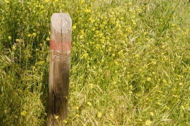 Ahşap direk bir patikayı sınırlıyor. Nublo Kırsal Parkı. Tejeda. Büyük Kanarya. Kanarya Adaları. İspanya.