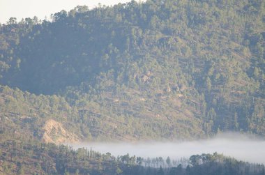 Forest of Canary Island pine Pinus canariensis. Pilancones Natural Park. San Bartolome de Tirajana. Gran Canaria. Canary Islands. Spain.