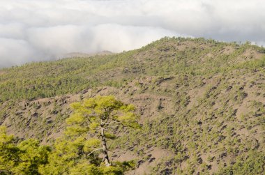 Kanarya Adası Ormanı Pinus kanaryası. Integral Inagua Doğal Rezervi. Büyük Kanarya. Kanarya Adaları. İspanya.