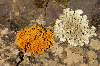 Bir kayanın üzerinde Lichens. Integral Inagua Doğal Rezervi. Büyük Kanarya. Kanarya Adaları. İspanya.