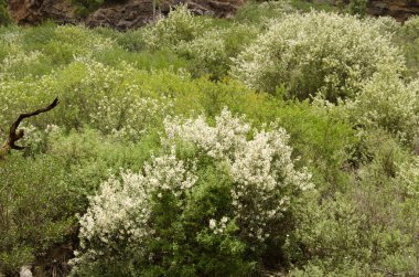 Ağaç Lucerne Chamaecytisus proliferus meridionalis çiçeği. Nublo Kırsal Parkı. La Aldea de San Nicolas. Büyük Kanarya. Kanarya Adaları. İspanya.