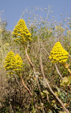 Aeonyum arboryum çiçekli arboryum. Büyük Kanarya. Kanarya Adaları. İspanya.