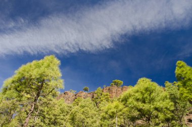 Forest of Canary Island pine Pinus canariensis, rocky cliff and cloudscape. Integral Natural Reserve of Inagua. Gran Canaria. Canary Islands. Spain. clipart