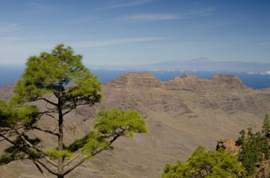 Kanarya Adası Pinus kanaryası, Guigui Özel Doğal Rezervi ve arka planda Tenerife adası. Büyük Kanarya. Kanarya Adaları. İspanya.