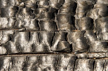 Burnt trunk of Canary Island pine Pinus canariensis. Integral Natural Reserve of Inagua. La Aldea de San Nicolas. Gran Canaria. Canary Islands. Spain. clipart