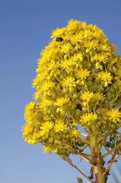 Aeonium arboreum enfloresanı. San Mateo 'da. Büyük Kanarya. Kanarya Adaları. İspanya.