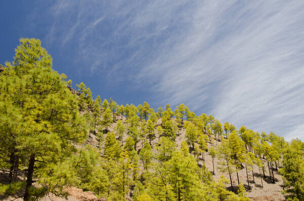 Лес Канарского острова сосна сосна canariensis. Интегральный природный заповедник Инагуа. Гран-Канария. Канарские острова. Испания.